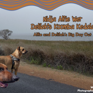Nidja Alfie Wer Delilah's Koomba Kedala